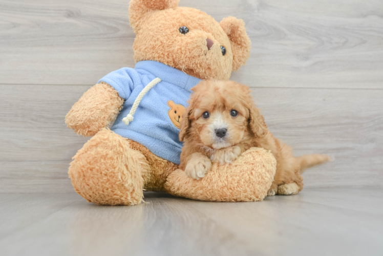 Sweet Cavapoo Baby