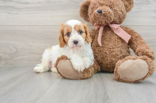 Friendly Cavapoo Baby