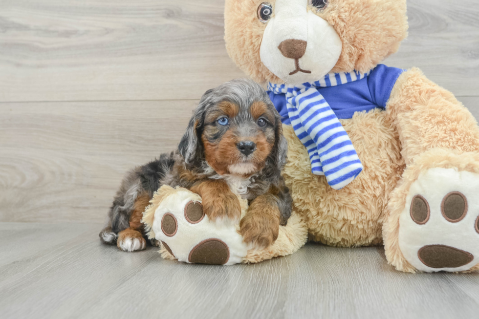 Popular Cavapoo Poodle Mix Pup