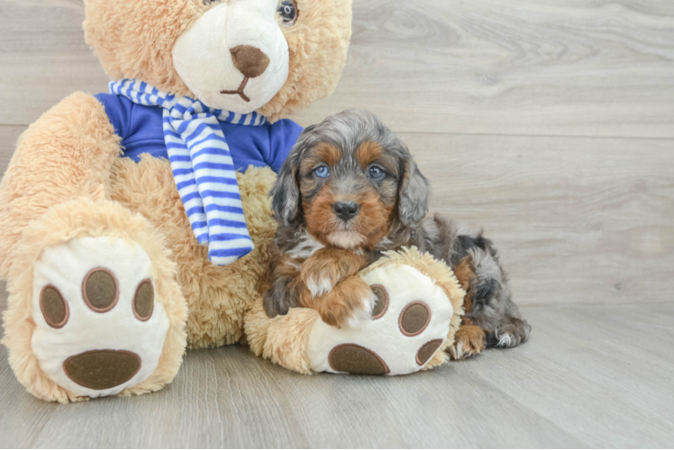 Fluffy Cavapoo Poodle Mix Pup