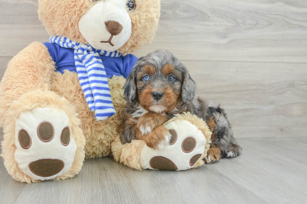 Fluffy Cavapoo Poodle Mix Pup