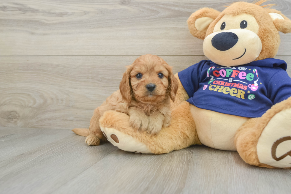 Cavapoo Pup Being Cute