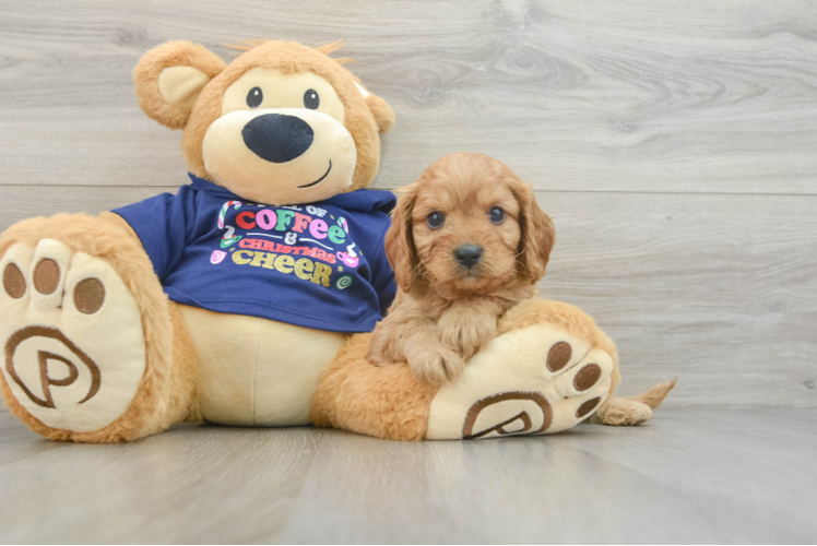 Fluffy Cavapoo Poodle Mix Pup