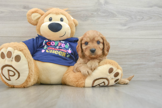 Fluffy Cavapoo Poodle Mix Pup