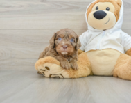 8 week old Cavapoo Puppy For Sale - Premier Pups