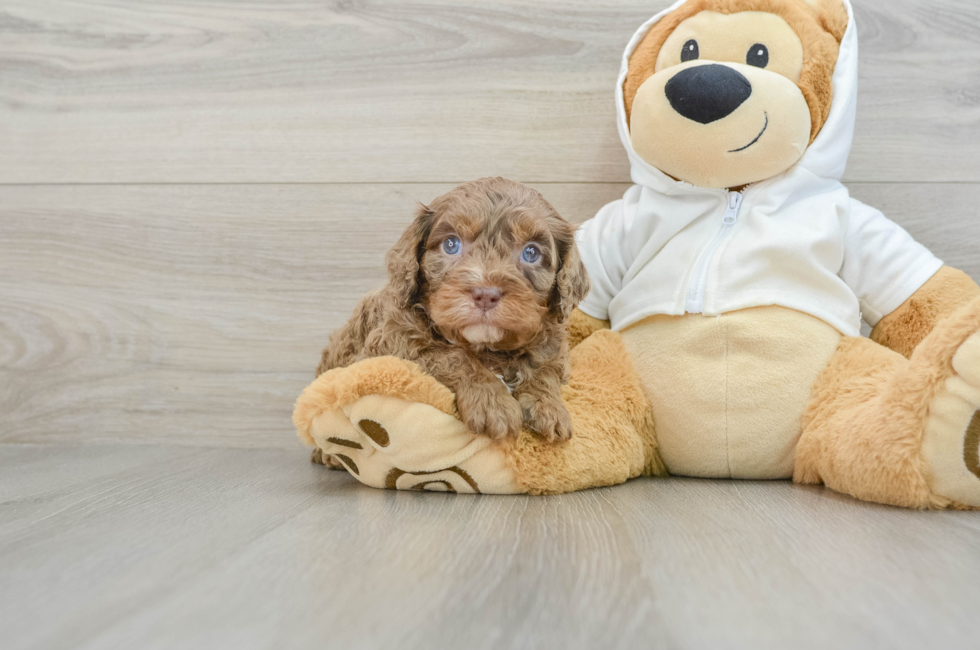 5 week old Cavapoo Puppy For Sale - Premier Pups