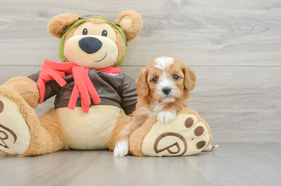 5 week old Cavapoo Puppy For Sale - Premier Pups