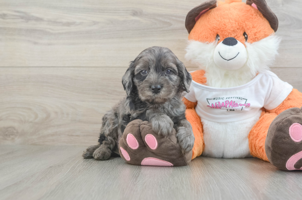 5 week old Cavapoo Puppy For Sale - Premier Pups