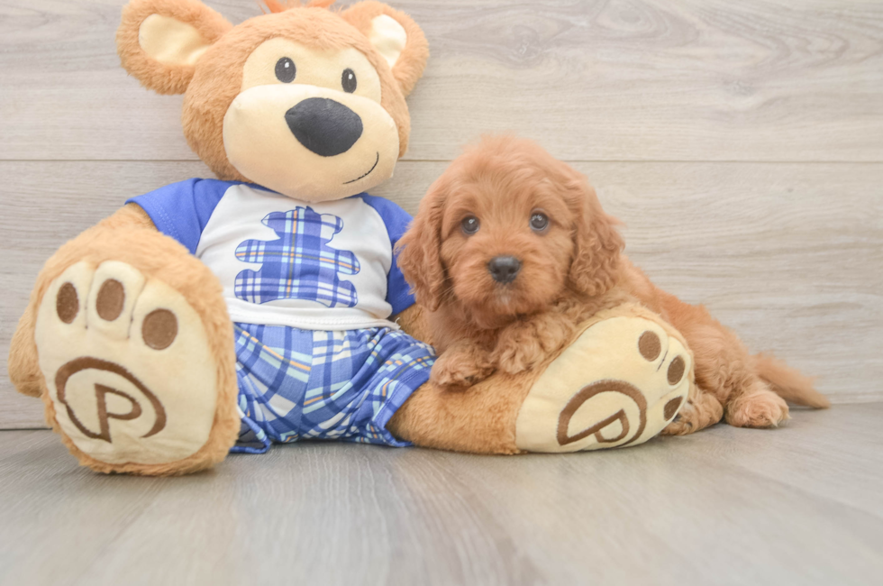 5 week old Cavapoo Puppy For Sale - Premier Pups