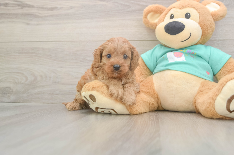 Adorable Cavalier King Charles Spaniel and Poodle Mix Poodle Mix Puppy