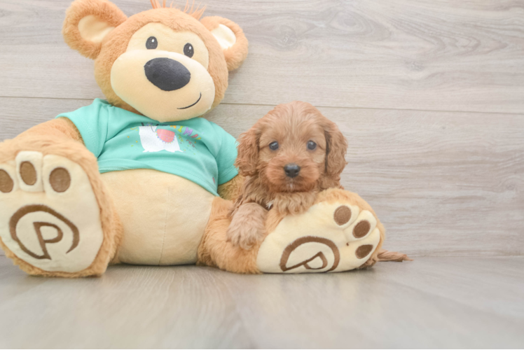 Cavapoo Puppy for Adoption