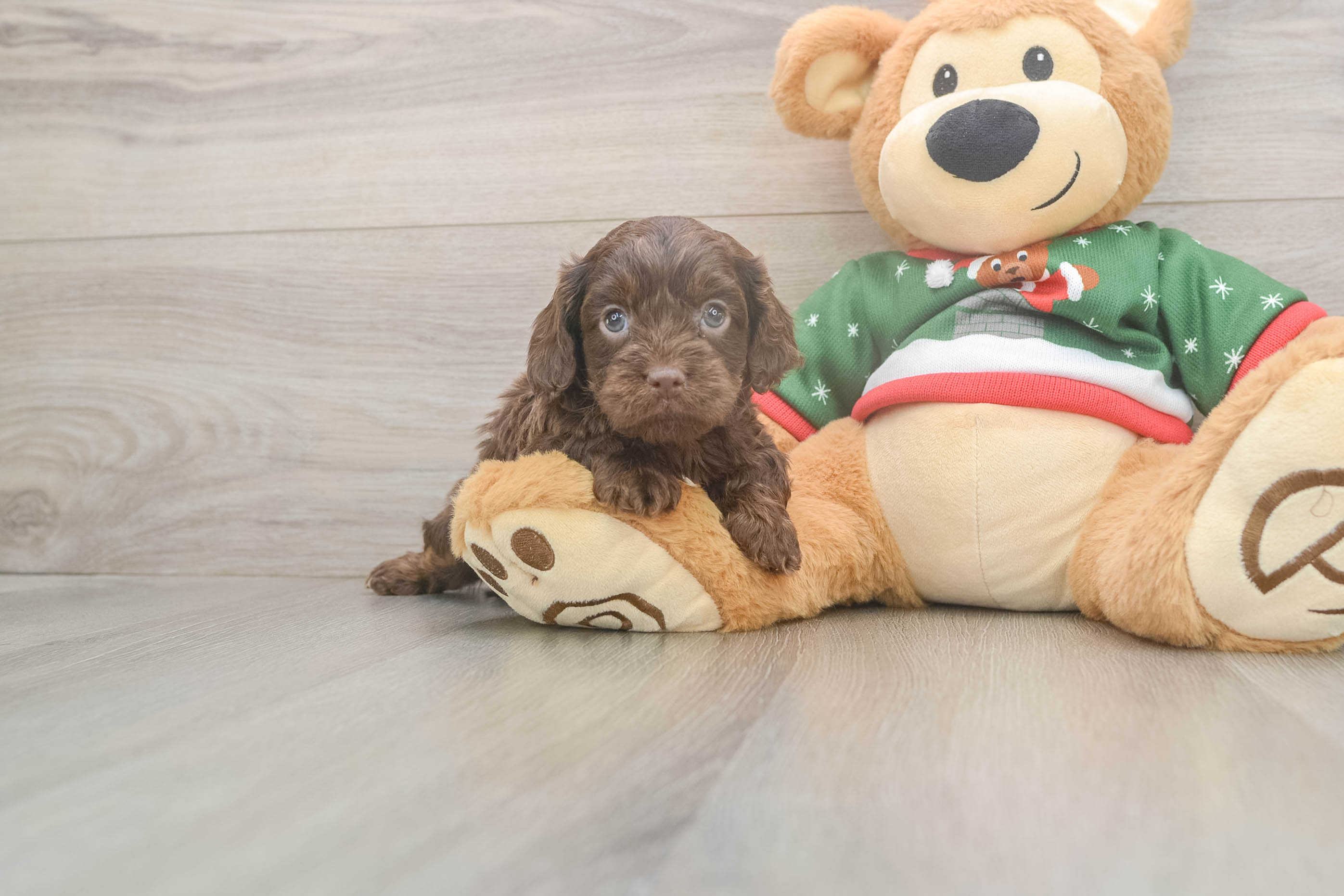 Energetic Cavoodle Poodle Mix Puppy