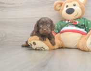 7 week old Cavapoo Puppy For Sale - Premier Pups