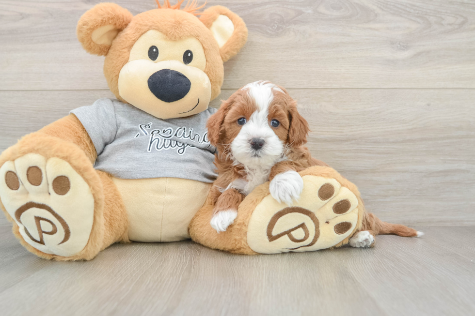 Cavapoo Puppy for Adoption