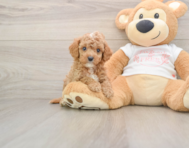 7 week old Cavapoo Puppy For Sale - Premier Pups
