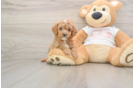 Cavapoo Puppy for Adoption