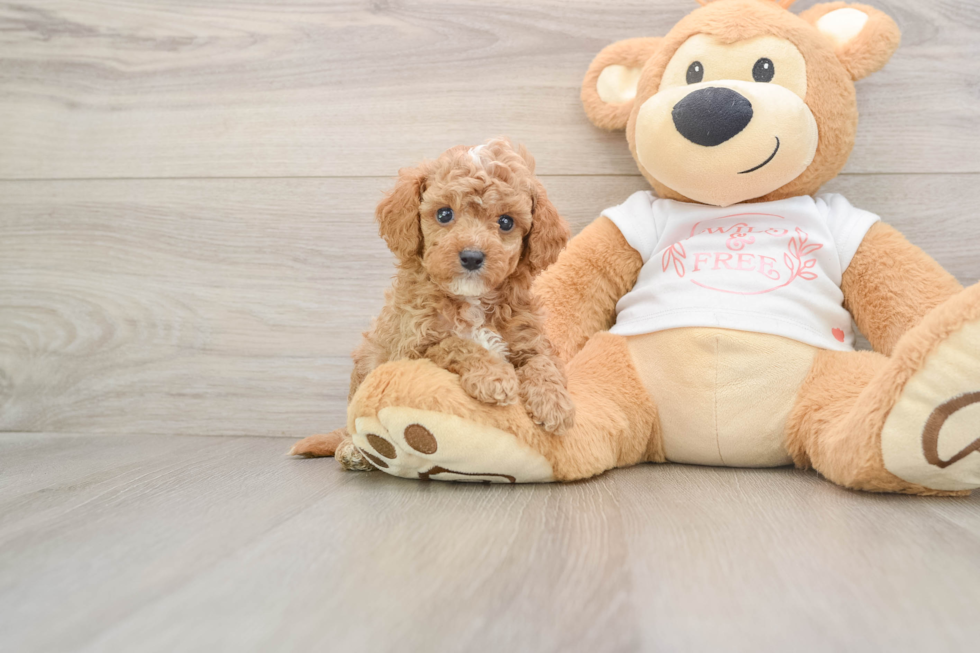 Cavapoo Puppy for Adoption