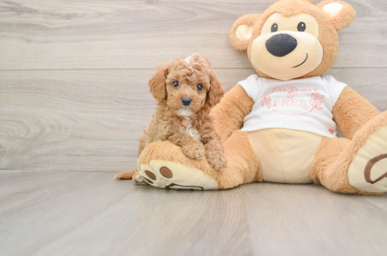 Cavapoo Puppy for Adoption