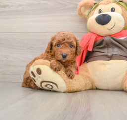 7 week old Cavapoo Puppy For Sale - Premier Pups