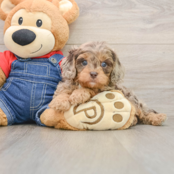 Small Cavapoo Baby