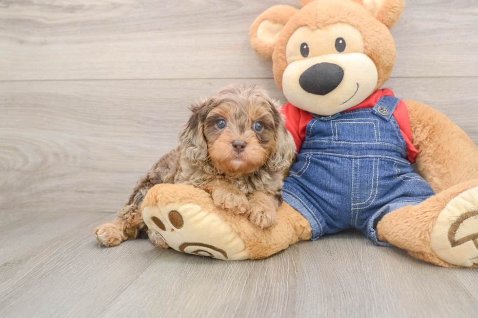 Cavapoo Puppy for Adoption