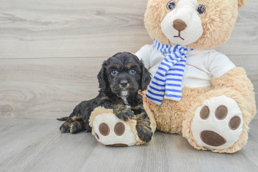 Popular Cavapoo Poodle Mix Pup