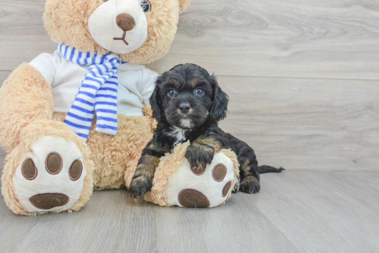 Petite Cavapoo Poodle Mix Pup