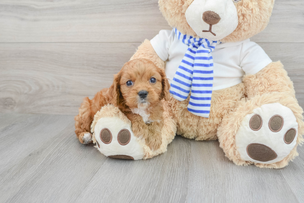 Cavapoo Pup Being Cute