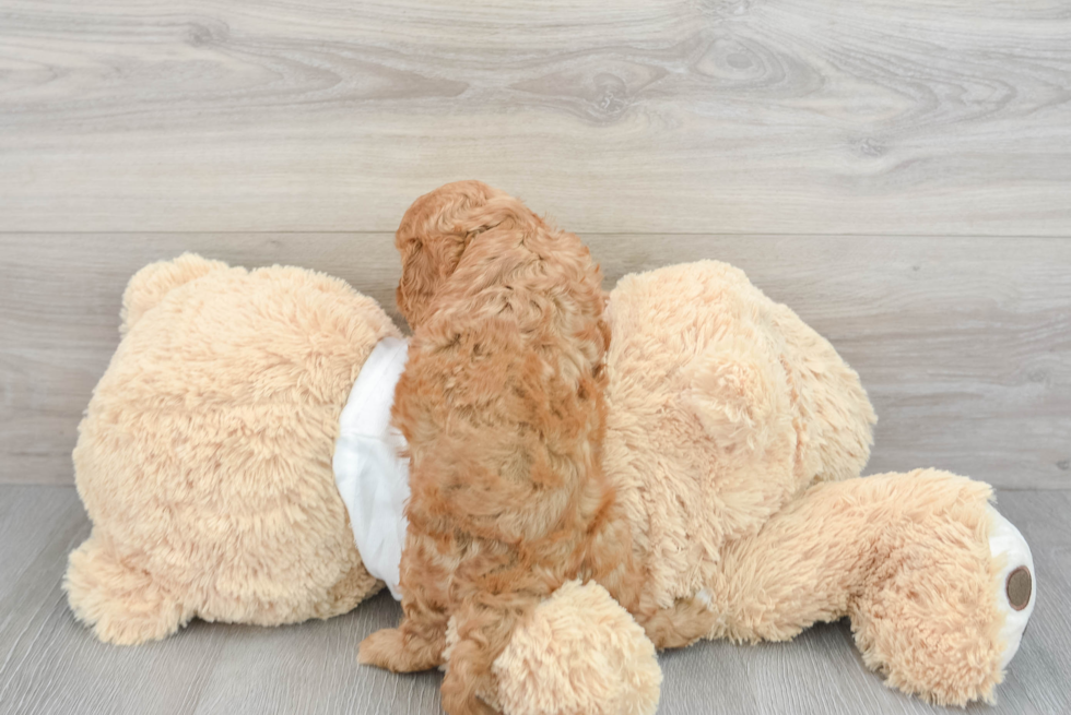 Cavapoo Puppy for Adoption