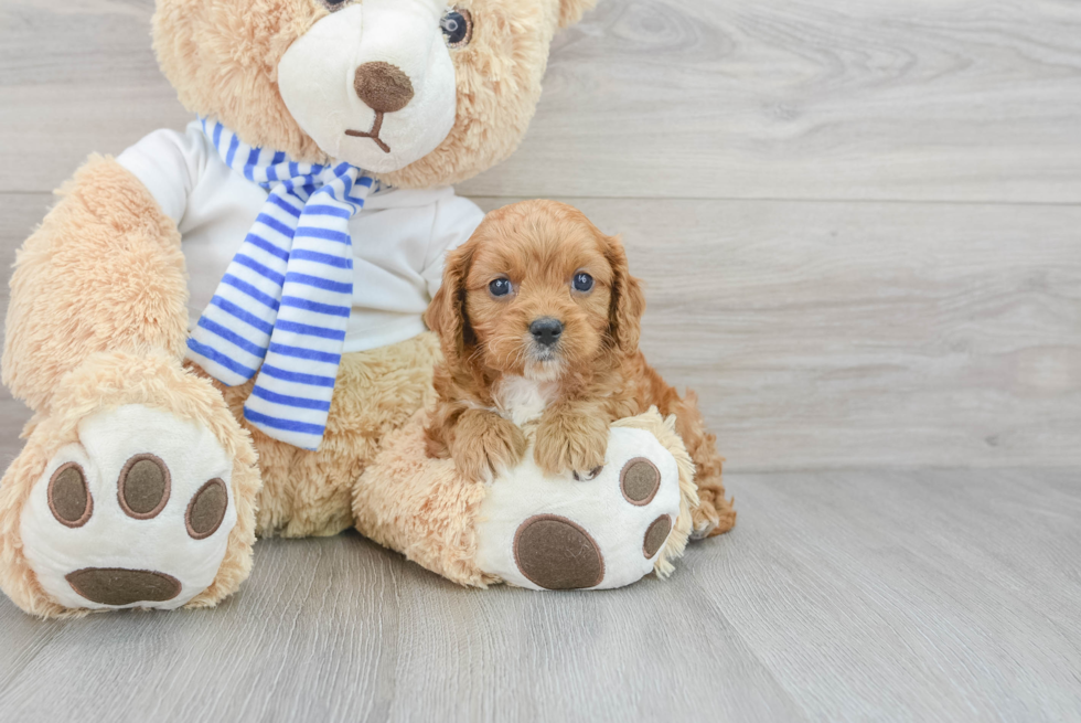 Little Cavoodle Poodle Mix Puppy