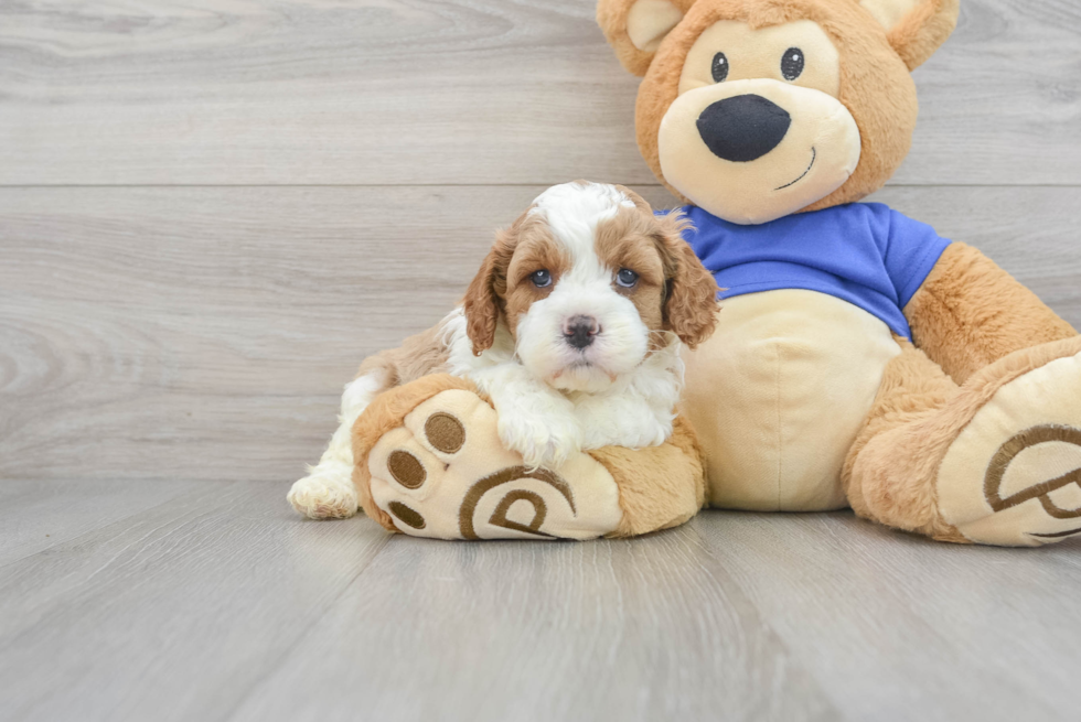 Best Cavapoo Baby