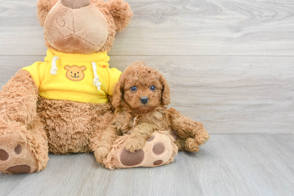 Adorable Cavoodle Poodle Mix Puppy