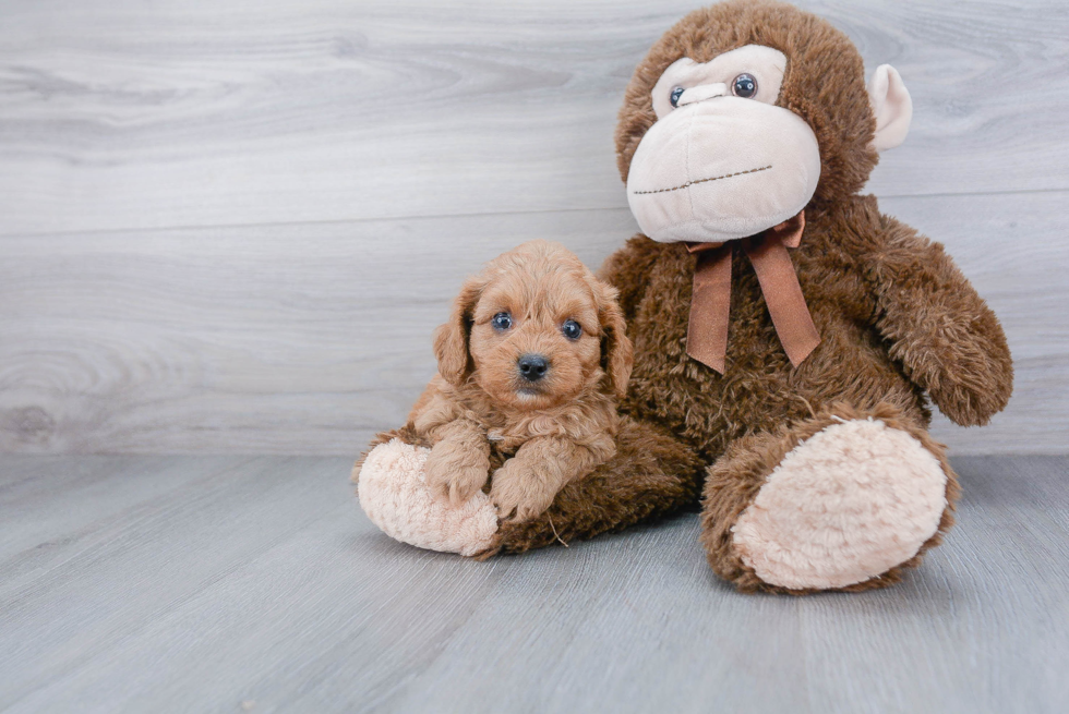 Cavapoo Puppy for Adoption