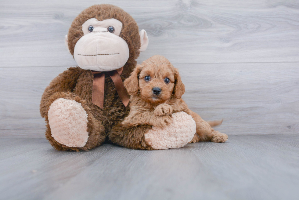 Sweet Cavapoo Baby