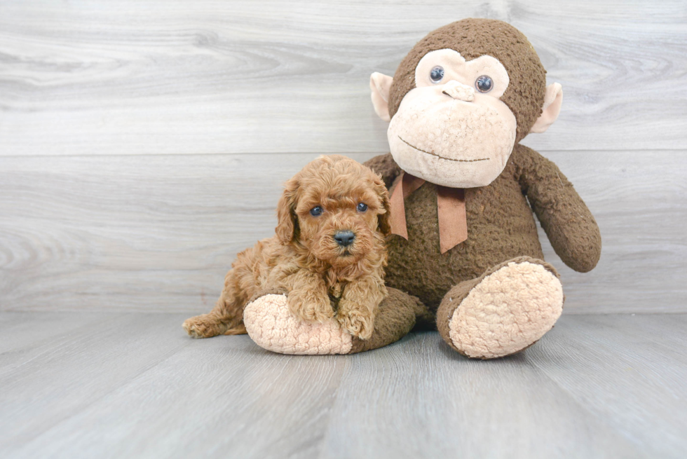 Cavapoo Pup Being Cute