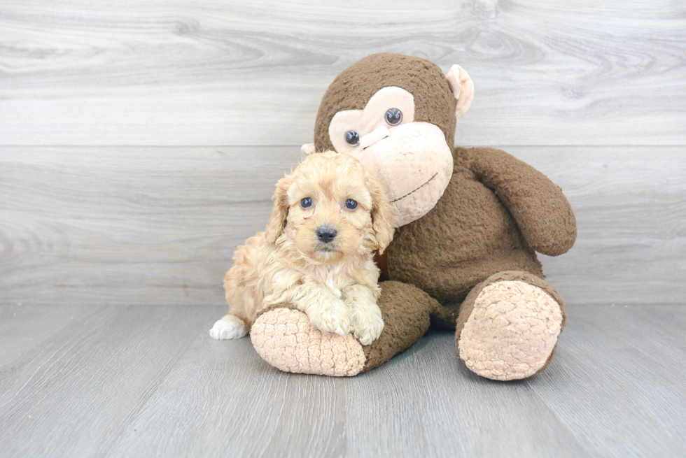 Cavapoo Puppy for Adoption