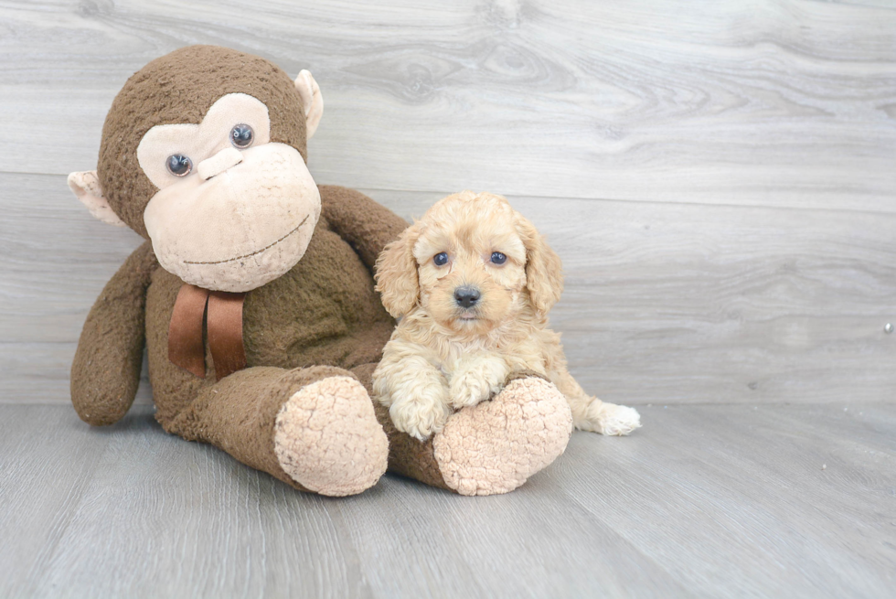 Best Cavapoo Baby