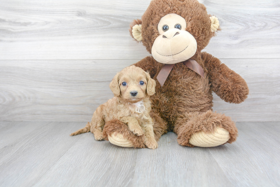 Funny Cavapoo Poodle Mix Pup