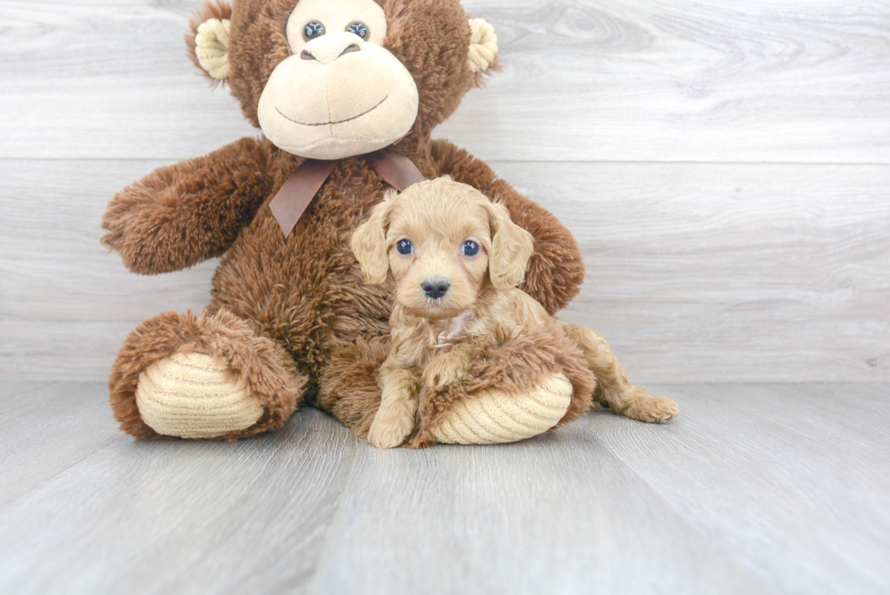 Best Cavapoo Baby