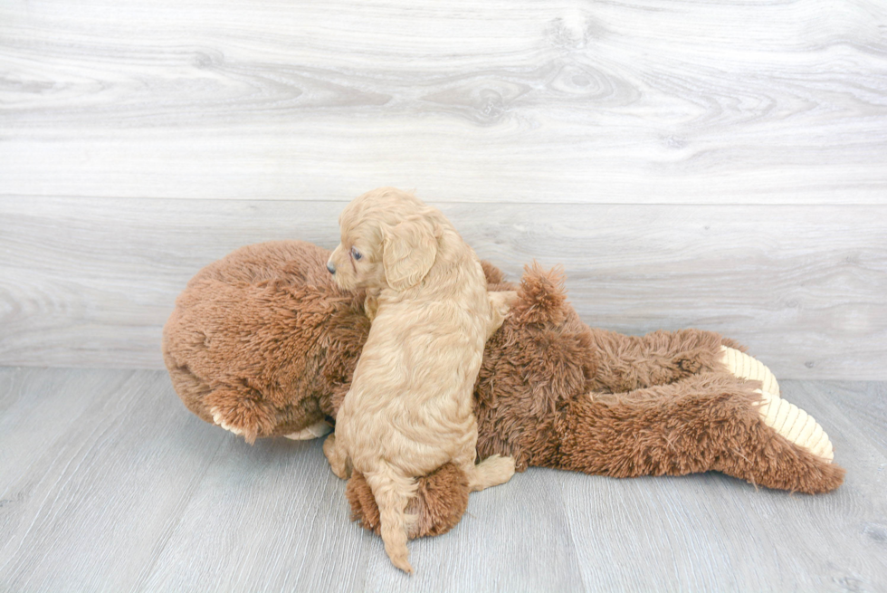 Cavapoo Puppy for Adoption