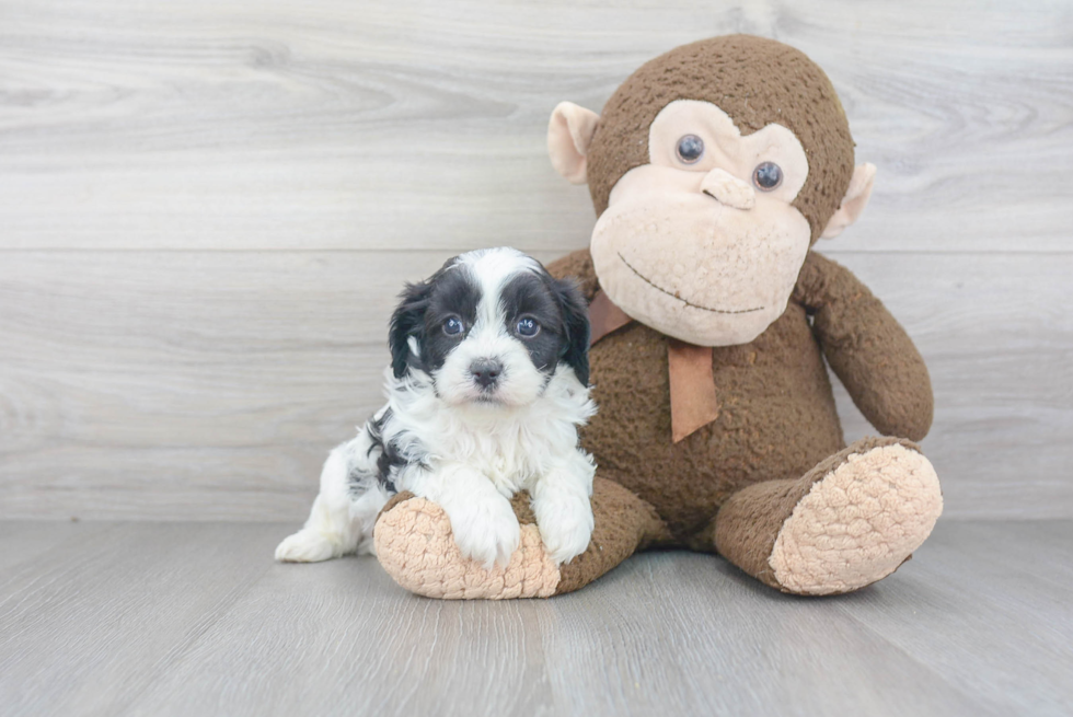 Cavapoo Puppy for Adoption