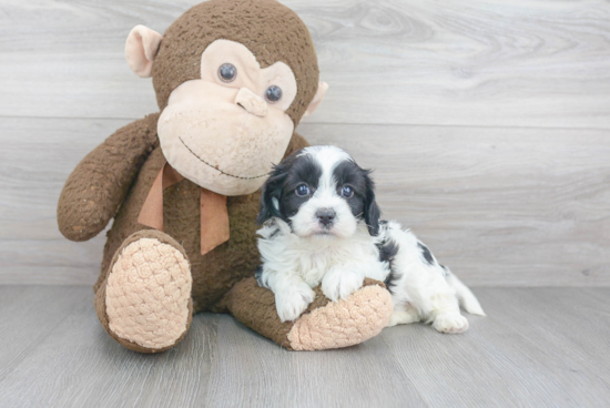 Sweet Cavapoo Baby