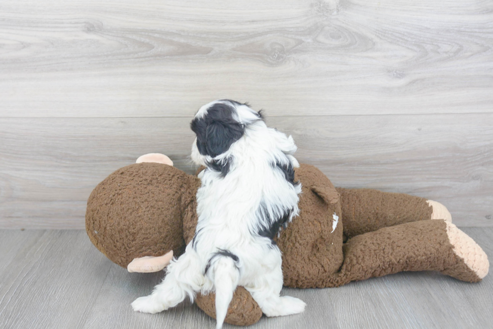 Funny Cavapoo Poodle Mix Pup