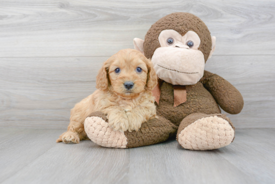 Friendly Cavapoo Baby