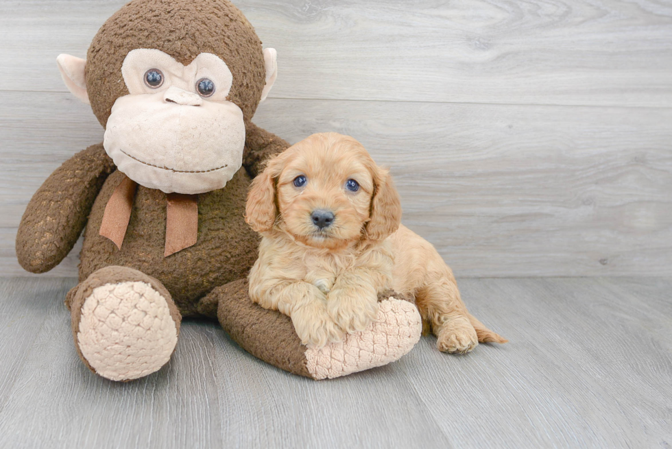 Petite Cavapoo Poodle Mix Pup