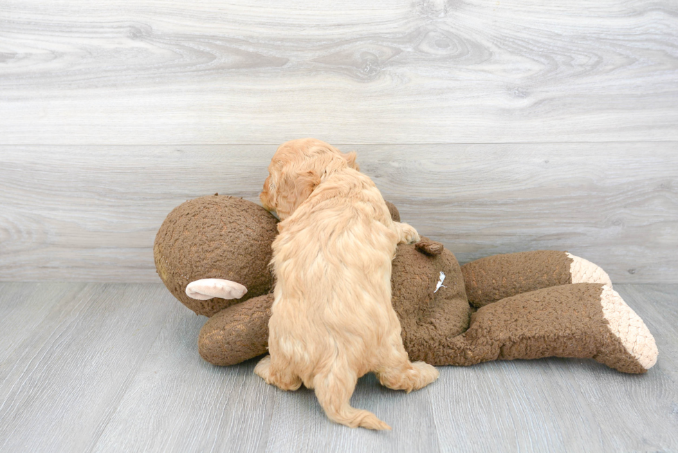 Friendly Cavapoo Baby