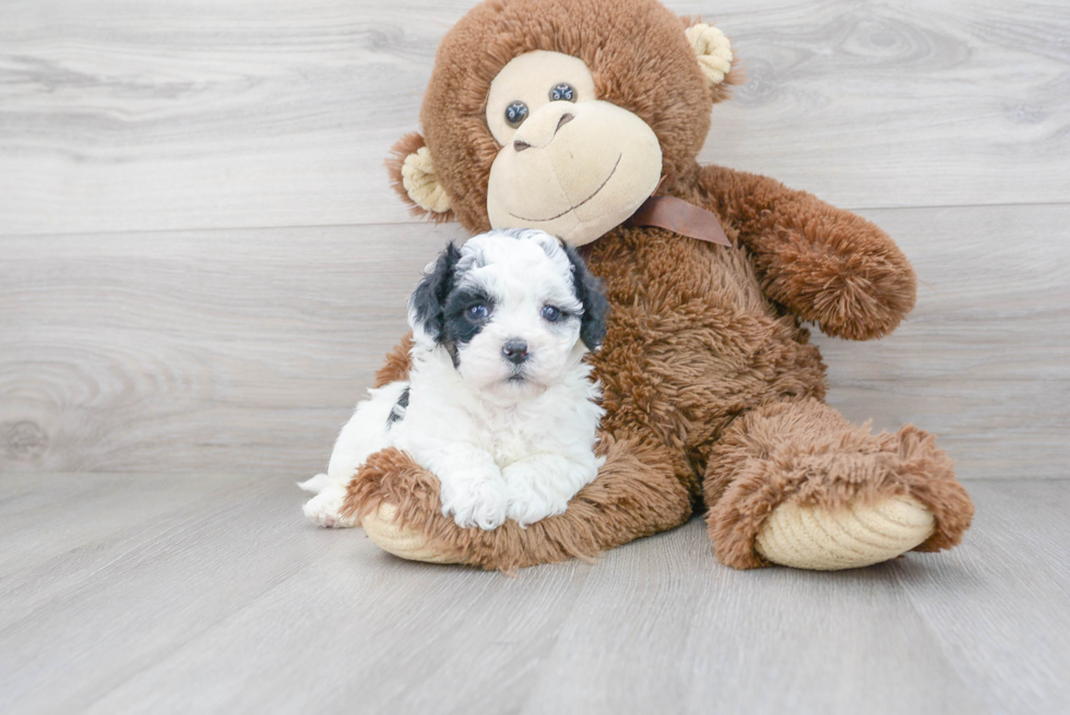 Cavapoo Puppy for Adoption