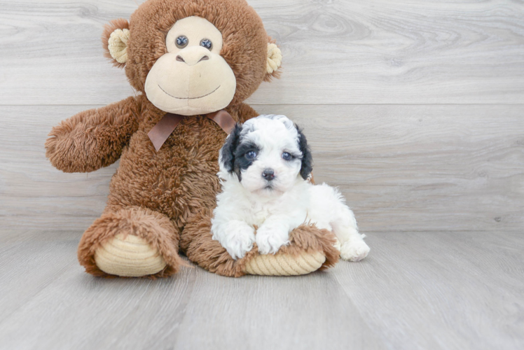 Cavapoo Puppy for Adoption