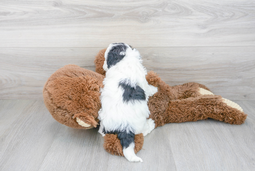 Cavapoo Pup Being Cute