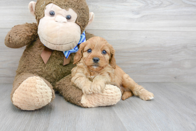 Cavapoo Pup Being Cute